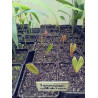 Iguanura wallichiana var. wallichiana
