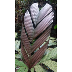 Iguanura wallichiana var. wallichiana