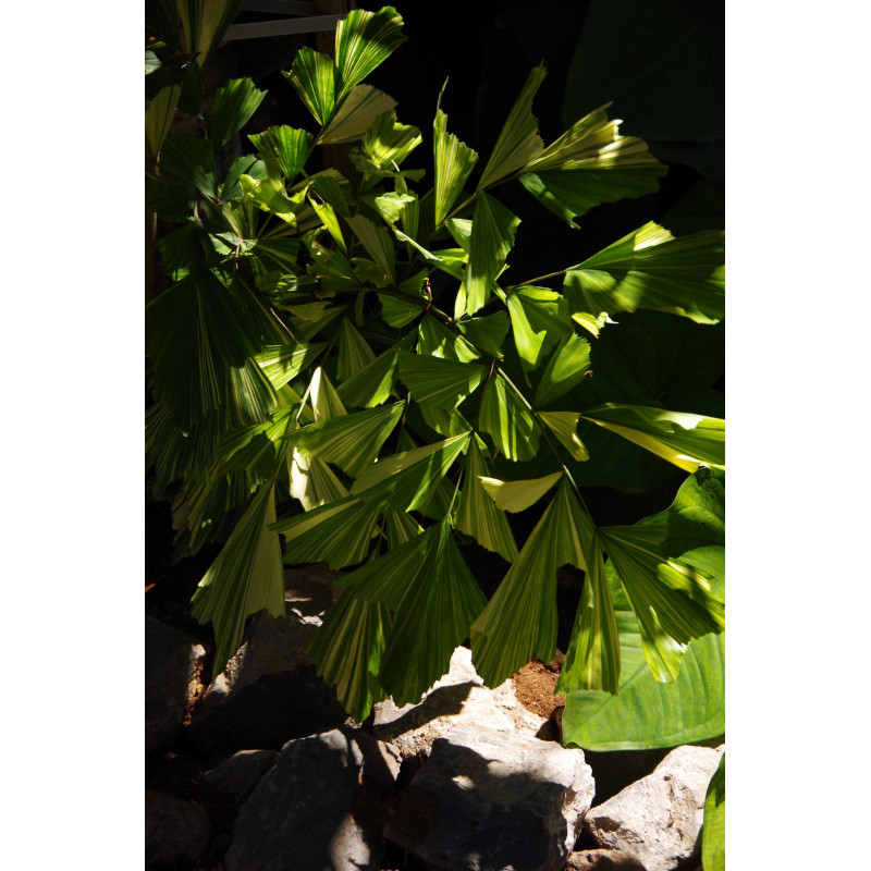 Caryota mitis "variegata" - Panaschierte Fischschwanzpalme
