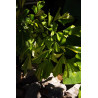 Caryota mitis "variegata" - Panaschierte Fischschwanzpalme
