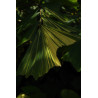 Caryota mitis "variegata" - Panaschierte Fischschwanzpalme