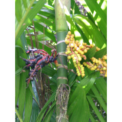 Pinanga coronata - Elfenbeinpalme