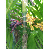 Pinanga coronata - Elfenbeinpalme