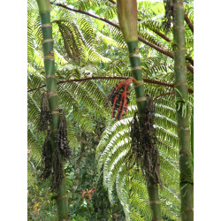 Pinanga coronata - Elfenbeinpalme