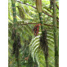 Pinanga coronata - Elfenbeinpalme