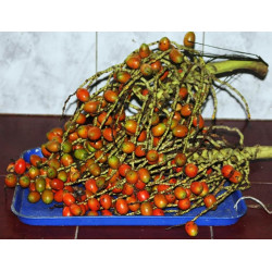 Bactris guineensis