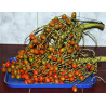Bactris guineensis