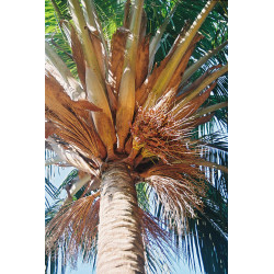Beccariophoenix alfredii - Hochland-Kokospalme