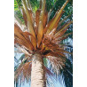 Beccariophoenix alfredii - Hochland-Kokospalme