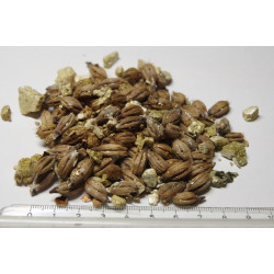 Ptychosperma burretianum