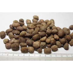 Bactris guineensis