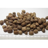Bactris guineensis