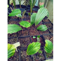 Arenga obtusifolia