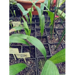 Licuala grandis - Vanuatu-Strahlenpalme