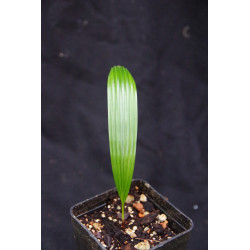 Licuala sp. new "Broad Leaf Kalimantan "
