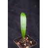 Licuala sp. new "Broad Leaf Kalimantan "