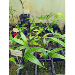 Satakentia liukiuensis - Satake-Palme