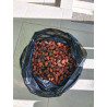 Hyophorbe indica "red" (southern form) - Rote Maskarenenpalme
