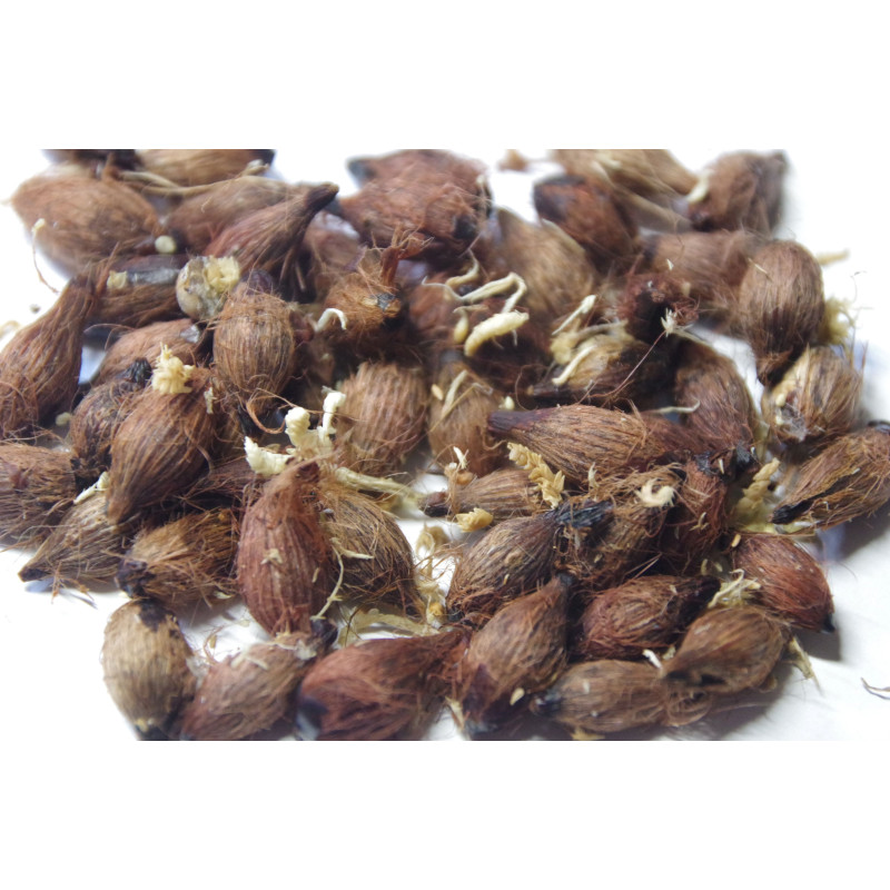 Pinanga kontumensis