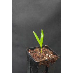 Ptychosperma schefferi - Scheffer´s palm