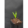 Ptychosperma schefferi - Scheffer´s Palme