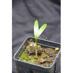 Ptychosperma waitianum