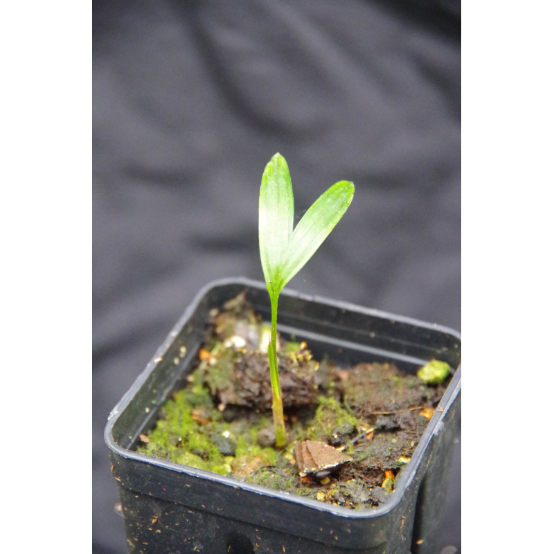 Ptychosperma waitianum