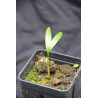 Ptychosperma waitianum