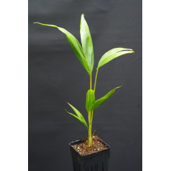 Archontophoenix tuckeri - Peach Creek-Palme