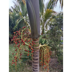 Archontophoenix purpurea - Mt. Lewis-Palme