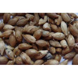 Drymophloeus oliviformis