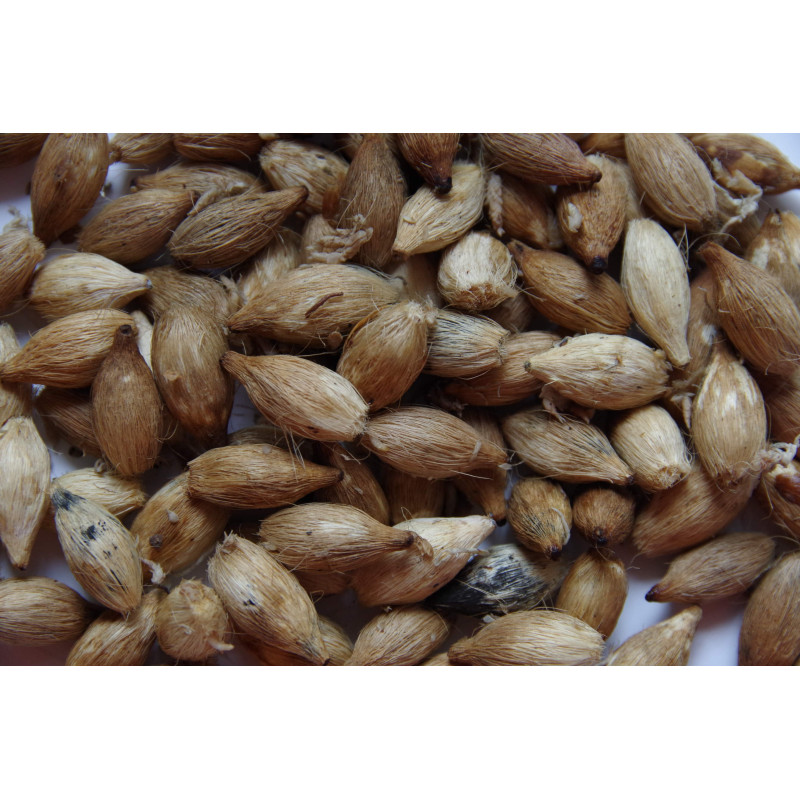 Drymophloeus oliviformis