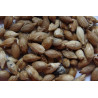 Drymophloeus oliviformis