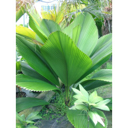 Johannestejismannia altifrons - Joey-Palme