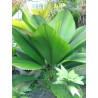 Johannestejismannia altifrons - Joey-Palme