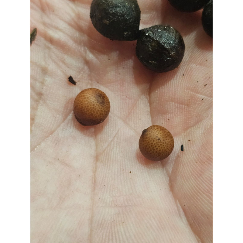 Lanonia acaulis