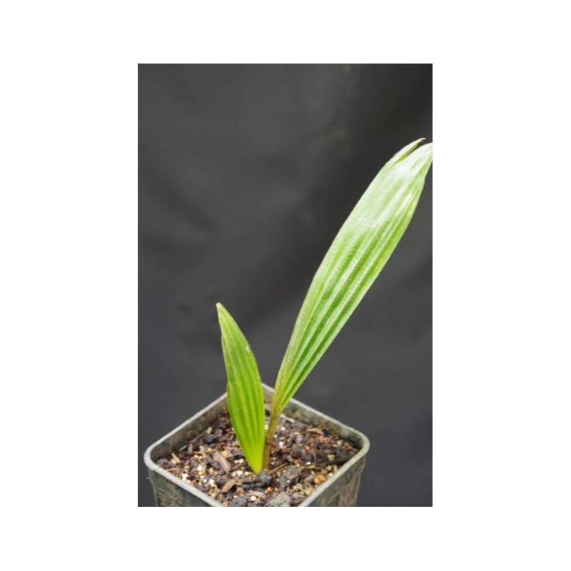 Kerriodoxa elegans - Weiße Elefantenpalme