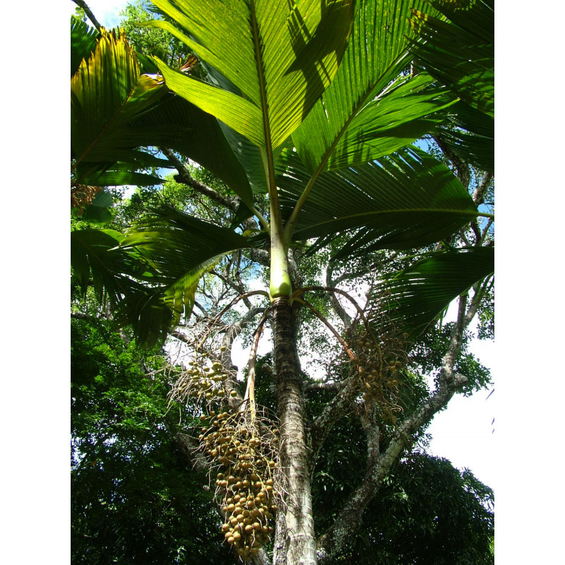 Verschaffeltia splendida - Seychelles Stilt Palm