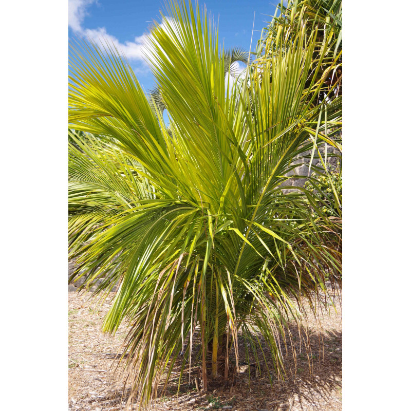 Beccariophoenix madagascariensis - Manarano-Palme