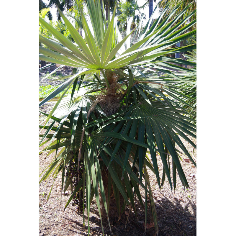 Coccothrinax borhidiana - Borhidi´s Guano Palm