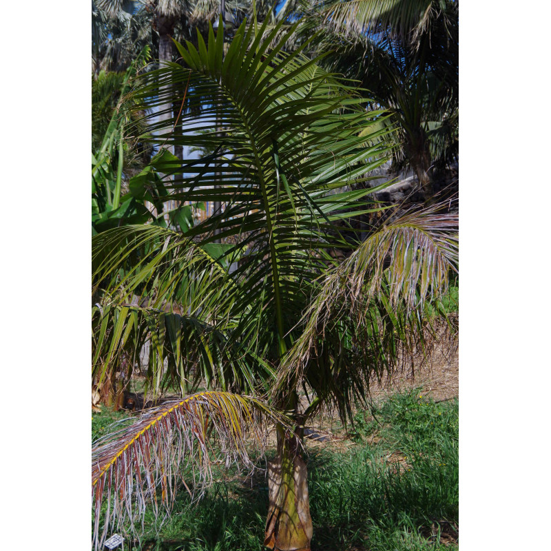 Satakentia liukiuensis - Satake-Palme