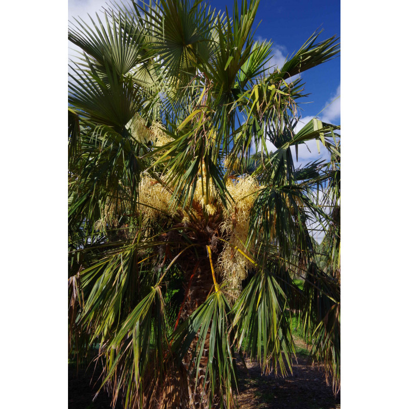 Livistona fulva - Blackdown-Schirmpalme