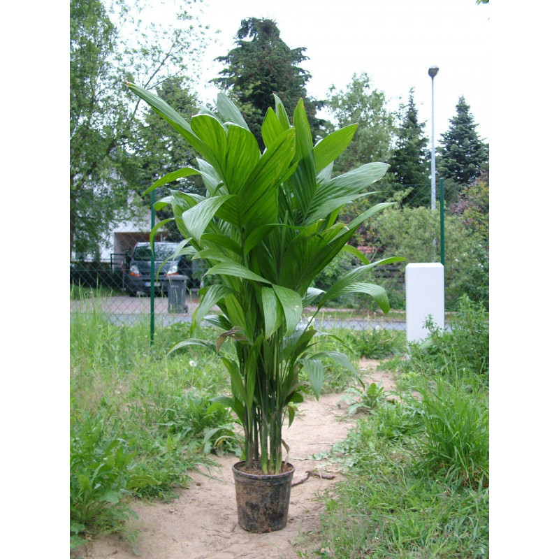 Areca triandra - Trandra-Palm