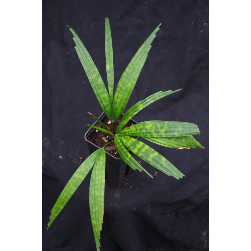 Licuala mattanensis 'Mapu'  Mapu-Palme