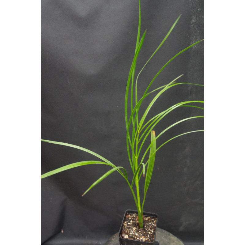 Pseudophoenix vinifera - Weinpalme