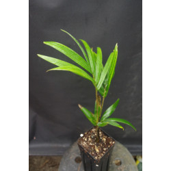 Veitchia joannis - Joannis-Palme