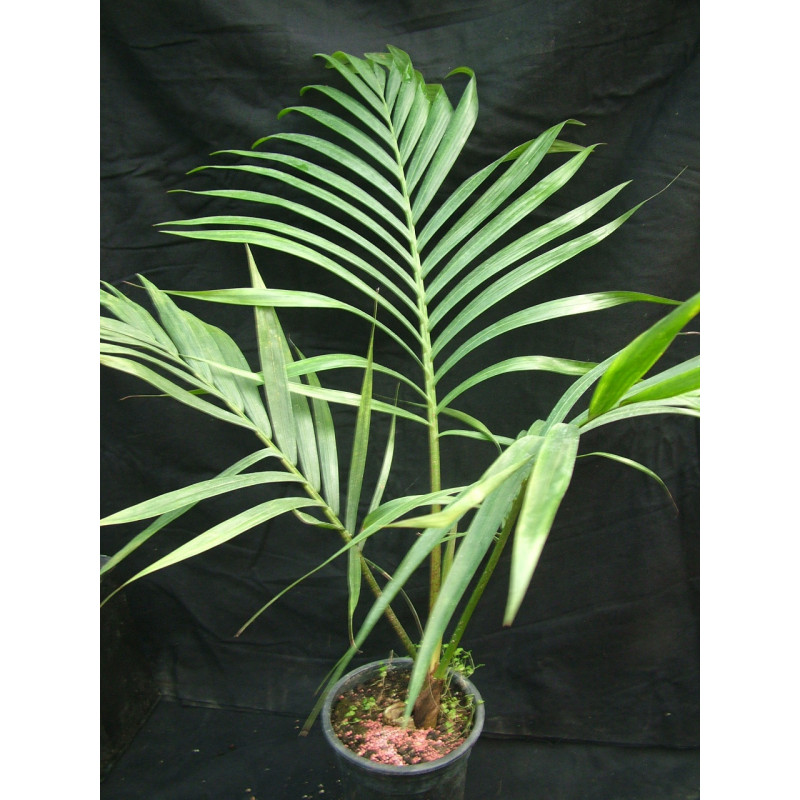 Kentiopsis oliviformis - Tindèa-Palme (syn. Chambeyronia o.)