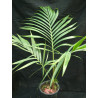 Kentiopsis oliviformis - Tindèa-Palme (syn. Chambeyronia o.)