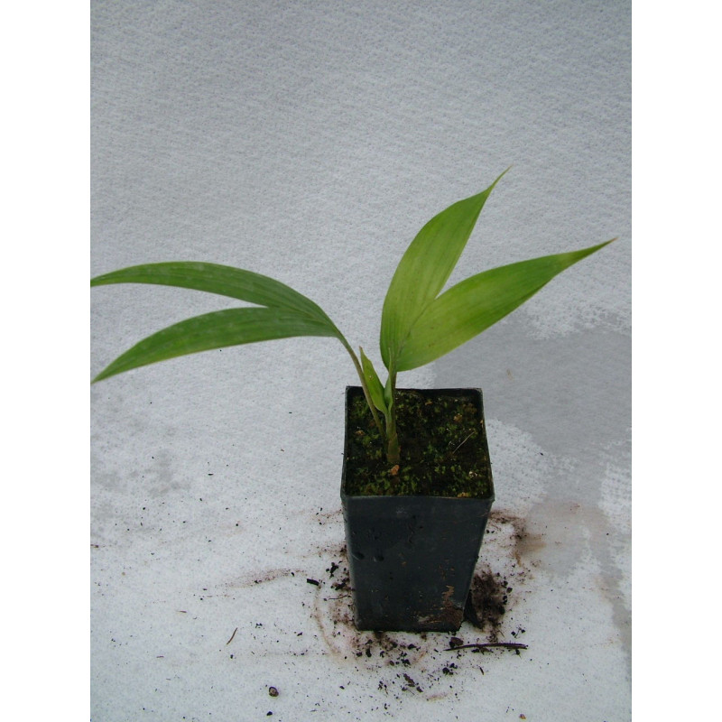 Archontophoenix cunninghamiana "Illawarra"