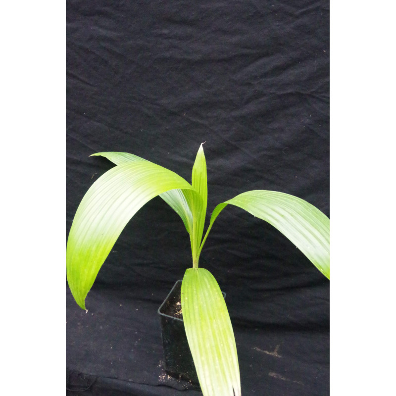 Pritchardia remota - Nihoa-Fächerpalme
